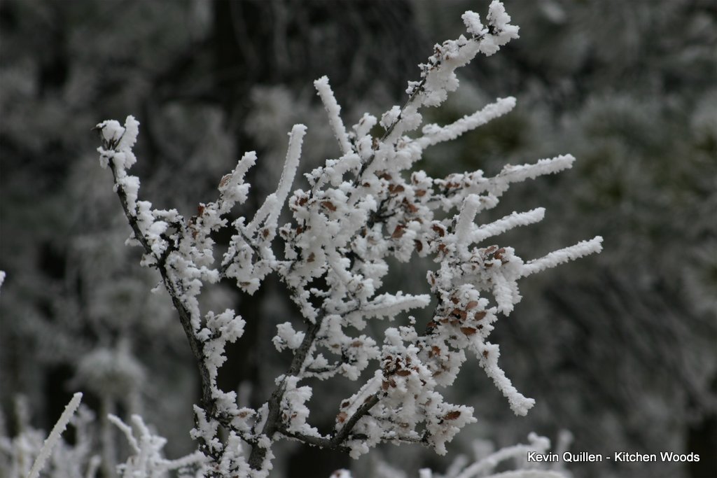 Frosted Branch - #1